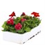Mimulus Mixed 6 Pack Boxed Bedding Alternative Image