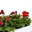 Mimulus Mixed 6 Pack Boxed Bedding Alternative Image