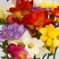 Mixed Freesia Letter Box FlowersAlternative Image1