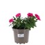 Mixed Species Checkies Fruit Punch Trio 2L Pot BeddingAlternative Image1