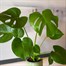 Monstera Deliciosa Houseplant - 14cm PotAlternative Image1