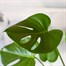 Monstera Deliciosa Houseplant - 14cm PotAlternative Image2