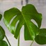 Monstera Deliciosa HouseplantAlternative Image3