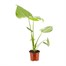 Monstera Deliciosa HouseplantAlternative Image4
