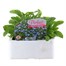 Myosotis Forget-Me-Not Blue 6 Pack Boxed Bedding Alternative Image