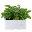 Myosotis Forget-Me-Not Blue 6 Pack Boxed Bedding Alternative Image