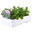 Myosotis Forget-Me-Not Blue 6 Pack Boxed Bedding Alternative Image