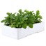 Myosotis Forget-Me-Not Blue 6 Pack Boxed Bedding Alternative Image