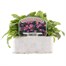 Myosotis Rose 6 Pack Boxed Bedding  Alternative Image