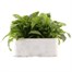 Myosotis Rose 6 Pack Boxed Bedding  Alternative Image