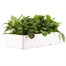 Myosotis Rose 6 Pack Boxed Bedding  Alternative Image