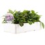 Myosotis Rose 6 Pack Boxed Bedding  Alternative Image