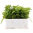 Myosotis White 6 Pack Boxed Bedding  Alternative Image