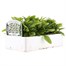 Myosotis White 6 Pack Boxed Bedding  Alternative Image