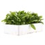 Myosotis White 6 Pack Boxed Bedding  Alternative Image