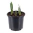 Narcissus Jet Fire Spring Bulbs 13cm Potted Bulbs BeddingAlternative Image1
