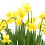 Narcissus Tete a Tete Medium Wicker Bulb Basket Alternative Image