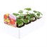 Nasturtium Alaska Mixed 12 Pack Boxed BeddingAlternative Image2