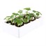 Nasturtium Alaska Mixed 12 Pack Boxed BeddingAlternative Image3