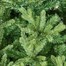 National Tree 2.25m (7.5ft) Hartford Fir Artificial Christmas Tree (PEHRT-500-75) Alternative Image