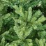 National Tree 2m (6.5ft) Hartford Fir Artificial Christmas Tree (PEHRT-500-65) Alternative Image