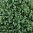 National Tree 2m (6.5ft) Newberry Blue Spruce Artificial Christmas Tree (PENDB2-500-65) Alternative Image