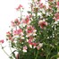 Nemesia Amelia Pink 6.5L Pot BeddingAlternative Image1