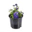 Nemesia Blackberry 13cm Pot BeddingAlternative Image1