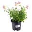 Nemesia Fruiticans Banana Candy 13cm Pot BeddingAlternative Image1