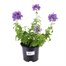 Nemesia Fruiticans Denim 13cm Pot BeddingAlternative Image1