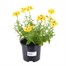 Nemesia Fruiticans Sunshine 13cm Pot BeddingAlternative Image1