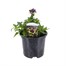 Nemesia Plum Custard 13cm Pot BeddingAlternative Image1