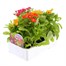 Nemesia Sundrops 6 Pack Boxed BeddingAlternative Image3