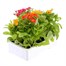 Nemesia Sundrops 6 Pack Boxed BeddingAlternative Image4