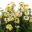 Nemesia 'Sunpeddle Yellow' 6.5L Pot BeddingAlternative Image1