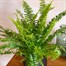 Nephrolepis Fern Green Lady HouseplantAlternative Image1