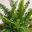 Nephrolepis Fern Green Lady HouseplantAlternative Image2