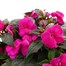 New Guinea Hybrid Dark Pink 6.5L Pot Bedding  Alternative Image