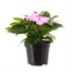 New Guinea Hybrid Impatiens Lavender 13cm Pot BeddingAlternative Image1