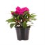 New Guinea Hybrid Impatiens Lilac 13cm Pot BeddingAlternative Image1