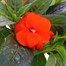 New Guinea Hybrid Impatiens Orange 13cm Pot Bedding Alternative Image2