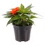 New Guinea Hybrid Impatiens Orange 13cm Pot Bedding Alternative Image1