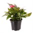 New Guinea Hybrid Impatiens Pink 13cm Pot BeddingAlternative Image1
