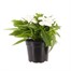 New Guinea Hybrid Impatiens White 13cm Pot Bedding Alternative Image