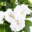 New Guinea Hybrid Impatiens White 13cm Pot Bedding Alternative Image