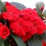 New Guinea Hybrid Red 6.5L Pot Bedding  Alternative Image