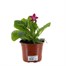 Nicotiana Dark Pink 13cm Pot BeddingAlternative Image1