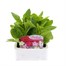 Nicotiana F1 Mixed 6 Pack Boxed BeddingAlternative Image1