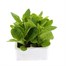 Nicotiana F1 Mixed 6 Pack Boxed BeddingAlternative Image2