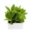 Nicotiana F1 Mixed 6 Pack Boxed BeddingAlternative Image1